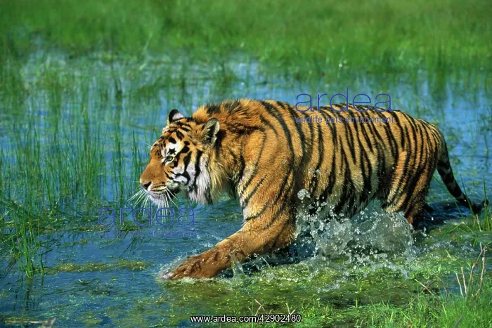 : Indian / Bengal Tiger : Indian / Bengal Tiger