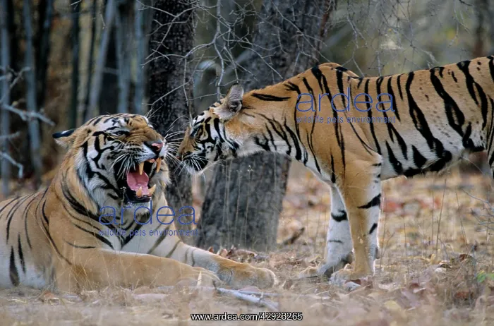  : Indian  /  Bengal Tiger - Big Male Tiger warding-off