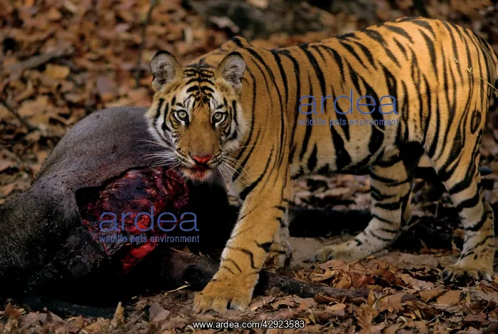 : Indian / Bengal Tiger - on the Blue bull / Nilgai kill : Indian / Bengal Tiger - on the Blue bull / Nilgai kill