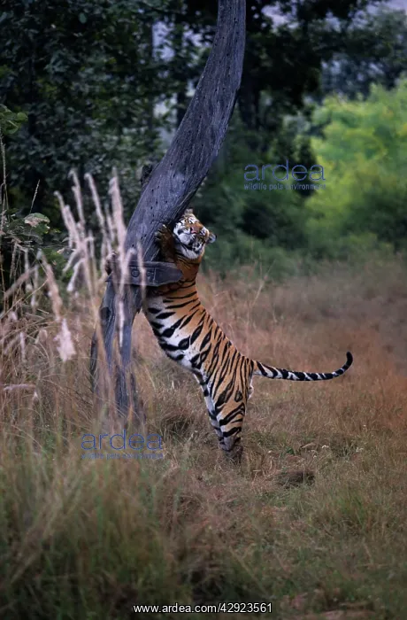 : Indian / Bengal Tiger - Claw-marking tree to establish : Indian / Bengal Tiger - Claw-marking tree to establish