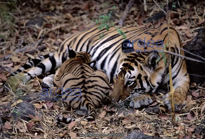 : Indian / Bengal Tiger - with cub suckling : Indian / Bengal Tiger - with cub suckling