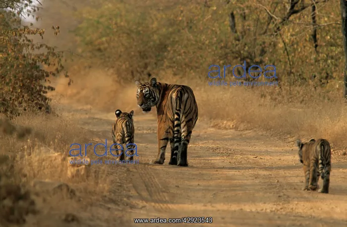 : Indian / Bengal Tiger - with two cubs : Indian / Bengal Tiger - with two cubs