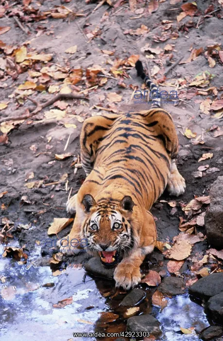 : Indian / Bengal Tiger - Named Charger'- the most : Indian / Bengal Tiger - Named Charger'- the most