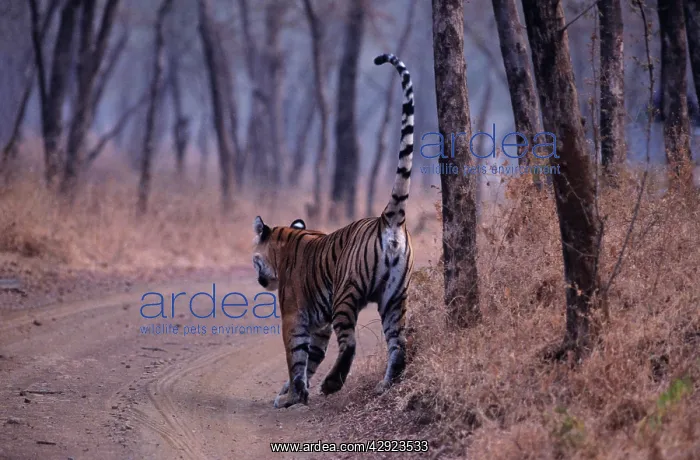 : Indian / Bengal Tiger - spray marking : Indian / Bengal Tiger - spray marking