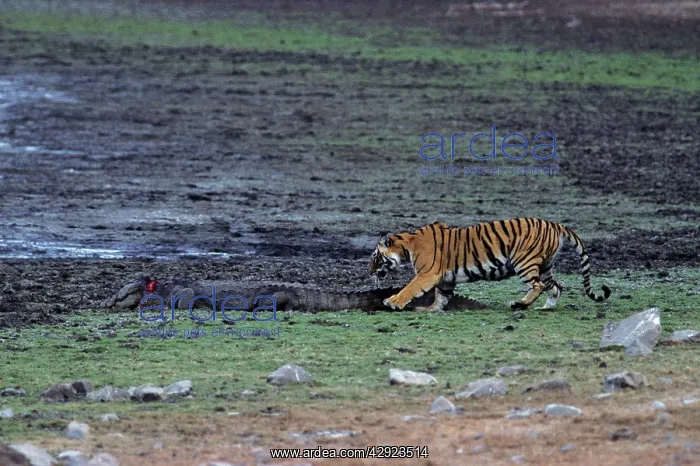 : Indian / Bengal Tiger - testing the Marsh Crocodile : Indian / Bengal Tiger - testing the Marsh Crocodile