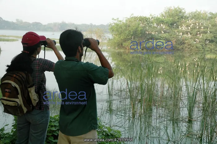 : Indian birdwatchers watching Painted Storks nesting : Indian birdwatchers watching Painted Storks nesting