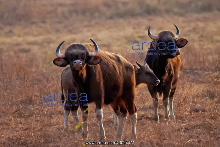 : Indian Bison / Gaur : Indian Bison / Gaur
