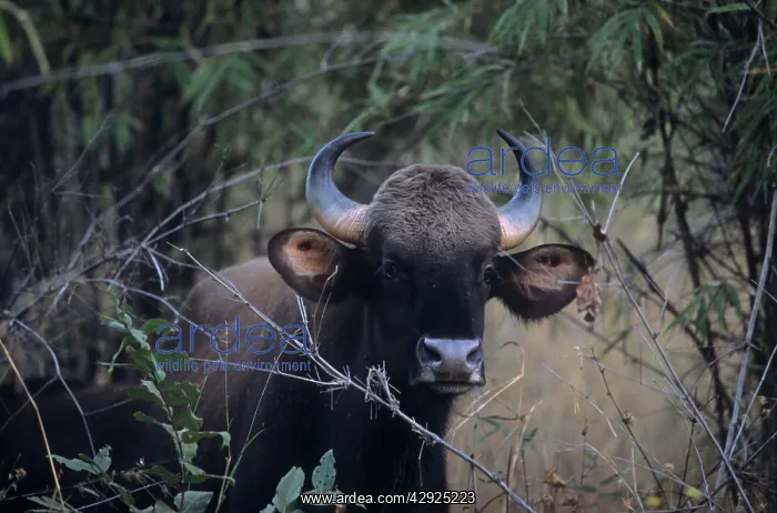 : Indian Bison / Gaur - In the Bamboo forest : Indian Bison / Gaur - In the Bamboo forest