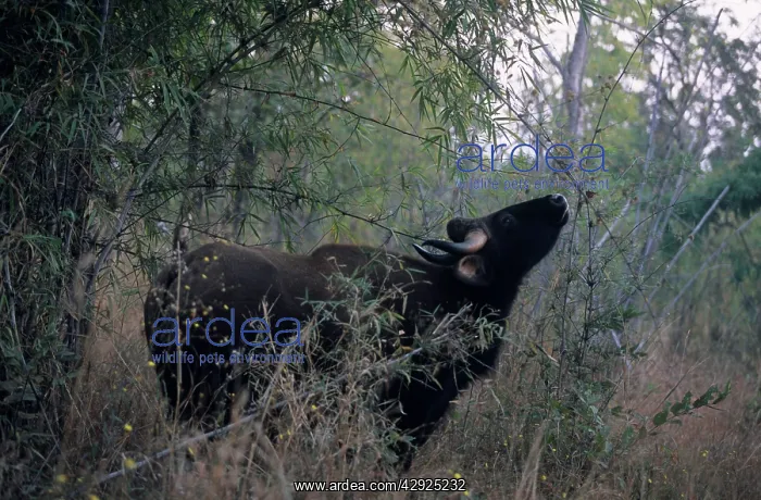  : Indian Bison  /  Gaur - In the Bamboo forest