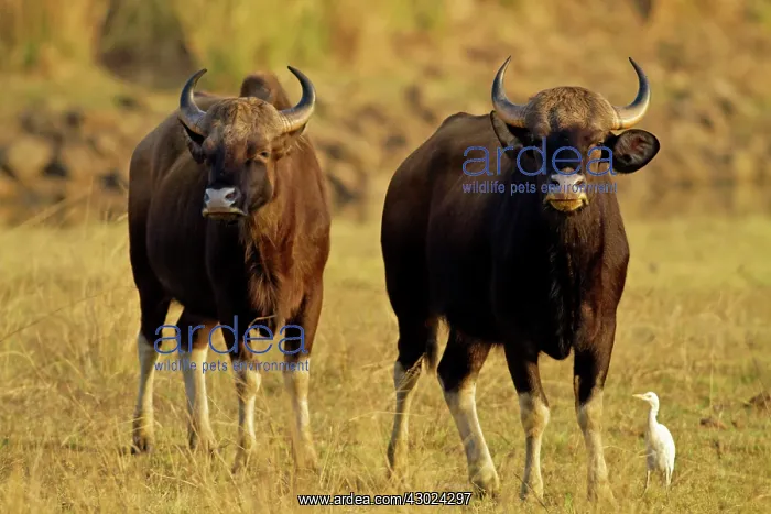 : Indian Bison / Gaur - with Egret : Indian Bison / Gaur - with Egret