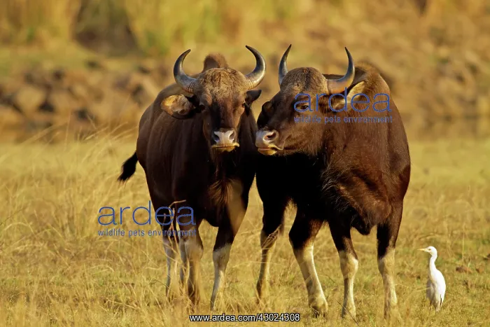 : Indian Bison / Gaur - with Egret : Indian Bison / Gaur - with Egret
