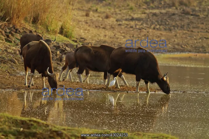 : Indian Bison / Gaur - herd drinking water at lake : Indian Bison / Gaur - herd drinking water at lake