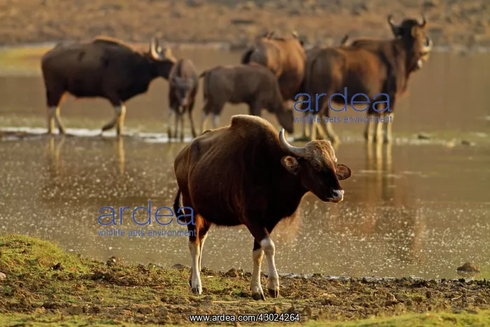 : Indian Bison / Gaur - herd at lake : Indian Bison / Gaur - herd at lake