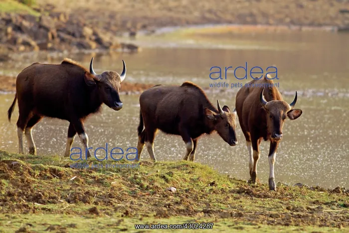 : Indian Bison / Gaur - herd at lake : Indian Bison / Gaur - herd at lake