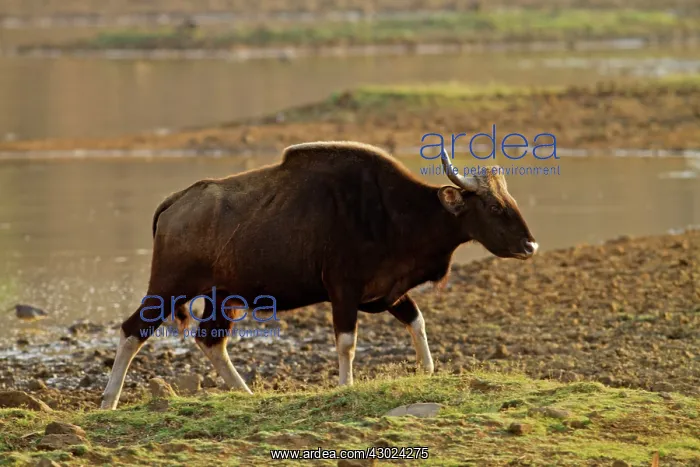 : Indian Bison / Gaur - at lake : Indian Bison / Gaur - at lake