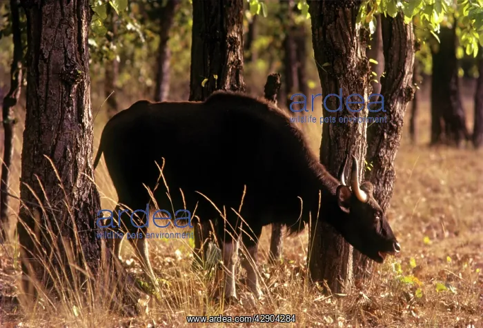 : Indian Bison / Gaur - in the Sal forest : Indian Bison / Gaur - in the Sal forest