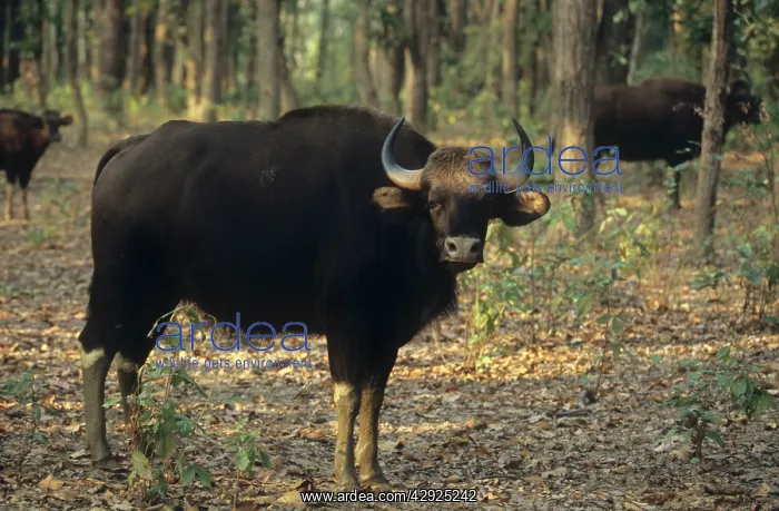 : Indian Bison / Gaur - In the Sal forest : Indian Bison / Gaur - In the Sal forest