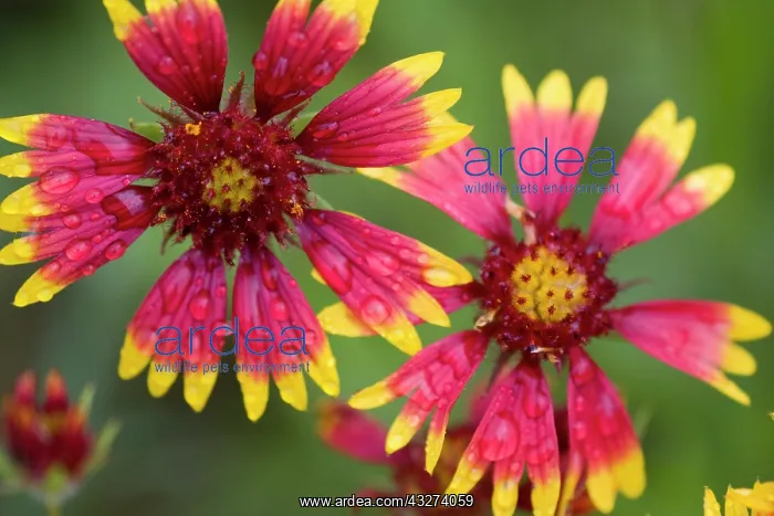  : Indian Blanket Flower, Gaillardia pulchella