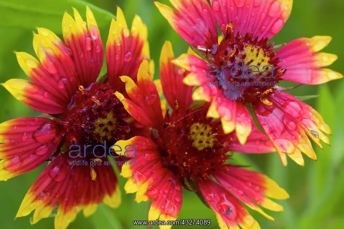 : Indian Blanket Flower, Gaillardia pulchella : Indian Blanket Flower, Gaillardia pulchella