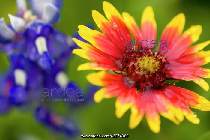 : Indian Blanket, Gaillardia pulchella, and : Indian Blanket, Gaillardia pulchella, and