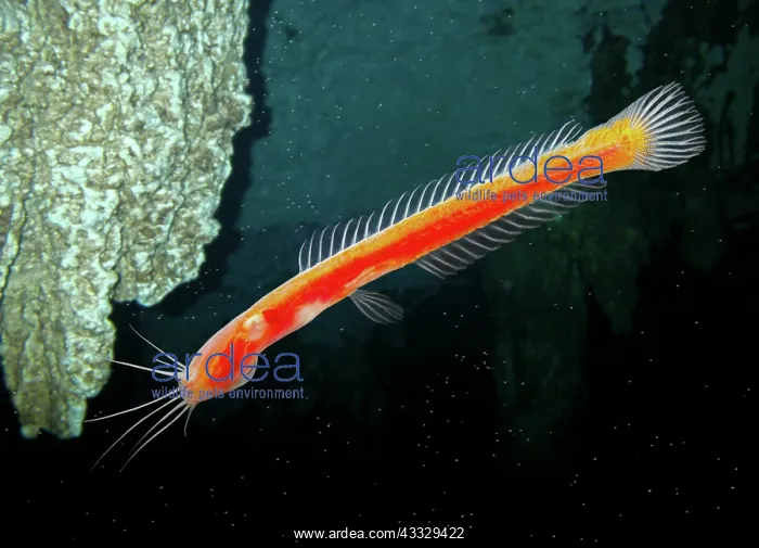 : Indian blind catfish, Horaglanis krishnai. Inside : Indian blind catfish, Horaglanis krishnai. Inside