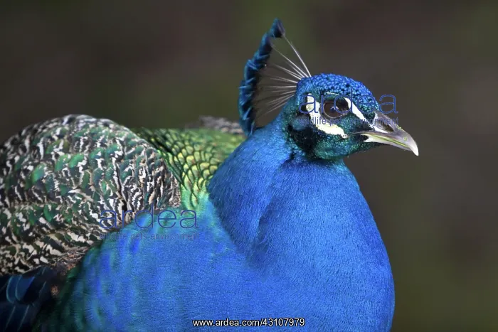 : Indian Blue Peacock : Indian Blue Peacock