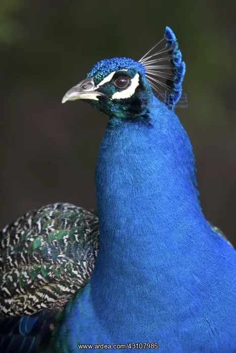 : Indian Blue Peacock : Indian Blue Peacock