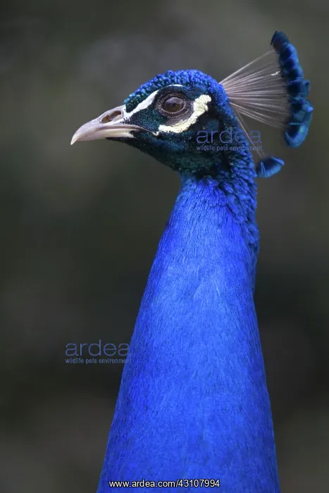 : Indian Blue Peacock : Indian Blue Peacock