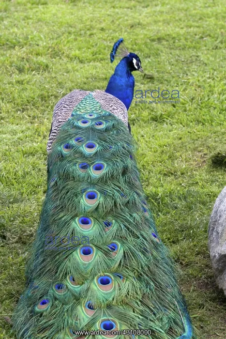 : Indian Blue Peacock : Indian Blue Peacock