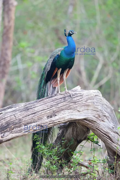 : Indian / Blue Peafowl male : Indian / Blue Peafowl male