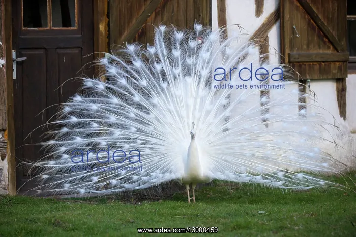 : Indian Blue Peafowl male displaying : Indian Blue Peafowl male displaying
