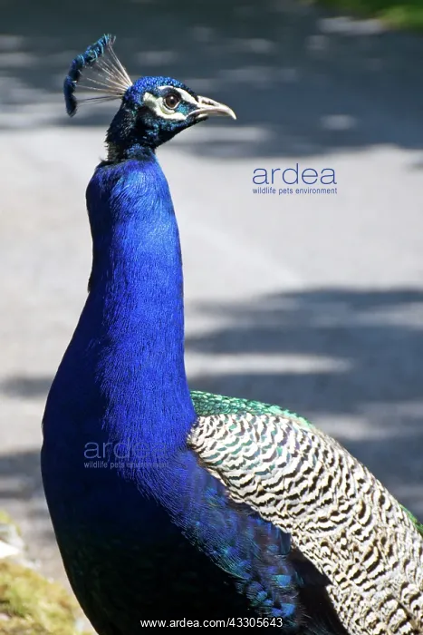 : Indian / Blue Peafowl - male (Peacock) standing : Indian / Blue Peafowl - male (Peacock) standing