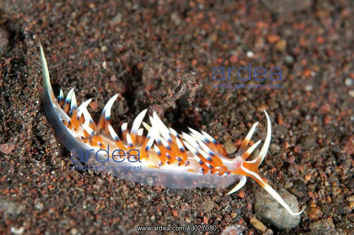 : Indian Caloria Nudibranch : Indian Caloria Nudibranch