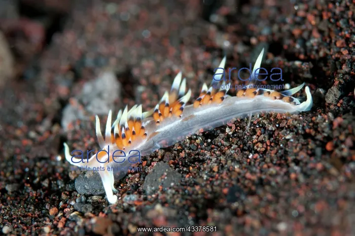 : Indian Caloria Nudibranch : Indian Caloria Nudibranch