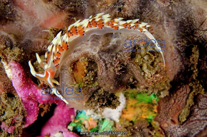 : Indian Caloria Nudibranch on coral on night dive : Indian Caloria Nudibranch on coral on night dive