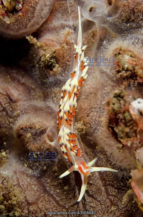 : Indian Caloria Nudibranch on coral on night dive : Indian Caloria Nudibranch on coral on night dive