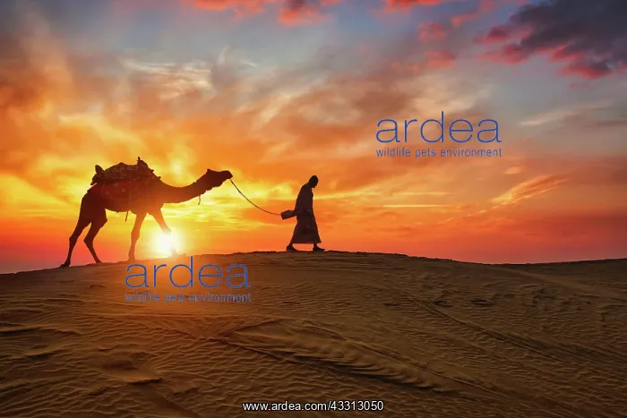 : Indian cameleer (camel driver) bedouin with camel : Indian cameleer (camel driver) bedouin with camel