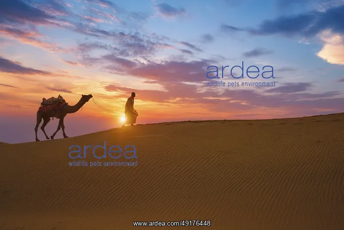 : Indian cameleer camel driver bedouin with camel silhouettes in sand dunes of Thar desert on sunset : Indian cameleer camel driver bedouin with camel silhouettes in sand dunes of Thar desert on sunset