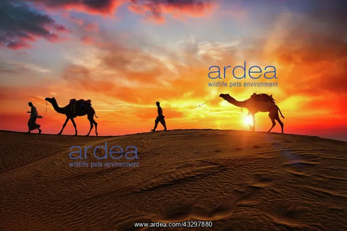 : Indian cameleers (camel driver) bedouin with camel : Indian cameleers (camel driver) bedouin with camel