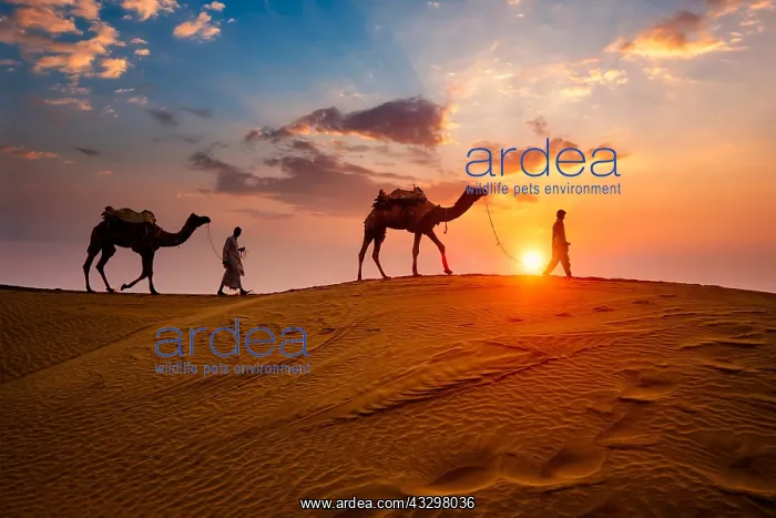 : Indian cameleers (camel driver) bedouin with camel : Indian cameleers (camel driver) bedouin with camel