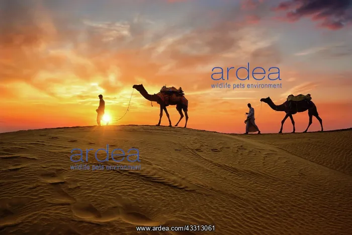 : Indian cameleers (camel driver) bedouin with camel : Indian cameleers (camel driver) bedouin with camel