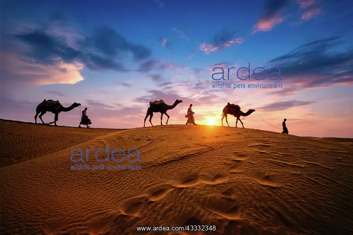 : Indian cameleers (camel driver) bedouin with camel : Indian cameleers (camel driver) bedouin with camel