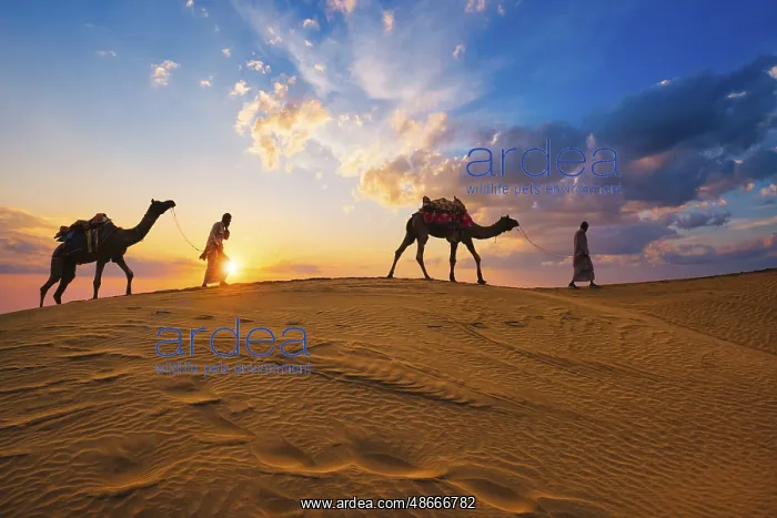 : Indian cameleers camel drivers bedouin with camel : Indian cameleers camel drivers bedouin with camel