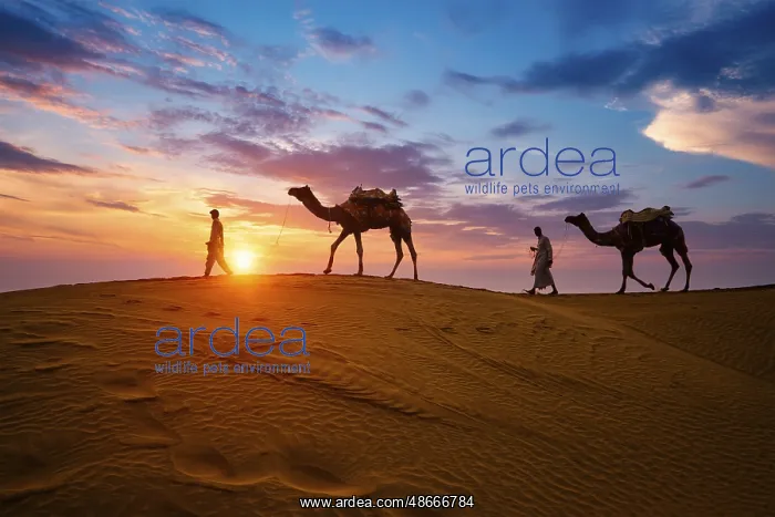 : Indian cameleers camel drivers bedouin with camel : Indian cameleers camel drivers bedouin with camel