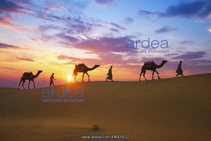 : Indian cameleers camel drivers bedouin with camel : Indian cameleers camel drivers bedouin with camel