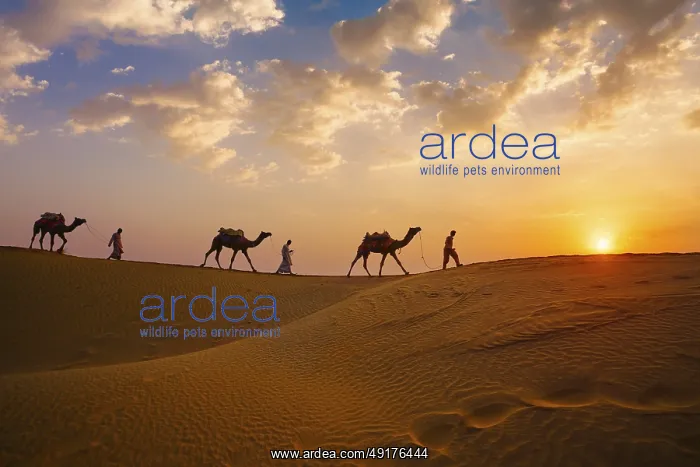 : Indian cameleers camel drivers bedouin with camel silhouettes in sand dunes of Thar desert on sunset : Indian cameleers camel drivers bedouin with camel silhouettes in sand dunes of Thar desert on sunset