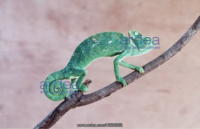  : INDIAN CHAMELEON - on branch