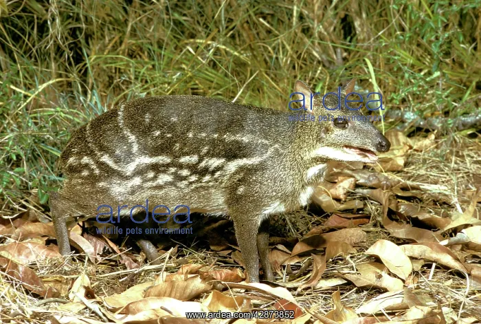 : Indian Chevrotain / Spotted Mouse Deer : Indian Chevrotain / Spotted Mouse Deer
