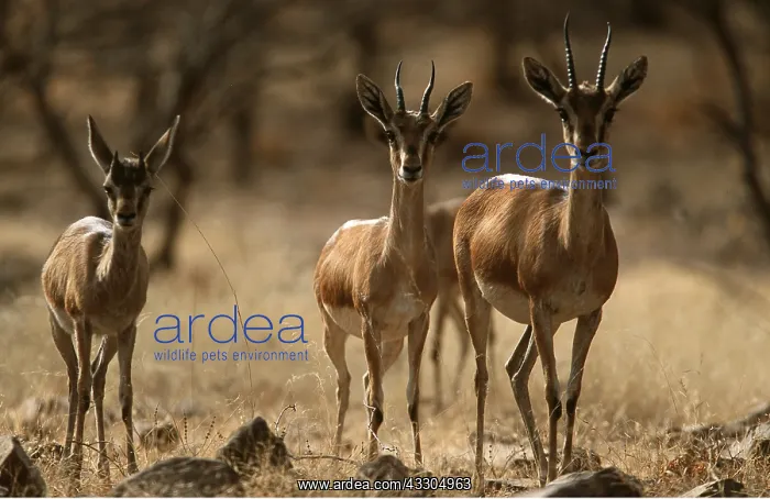 : Indian / Chinkara Gazelle - x three : Indian / Chinkara Gazelle - x three