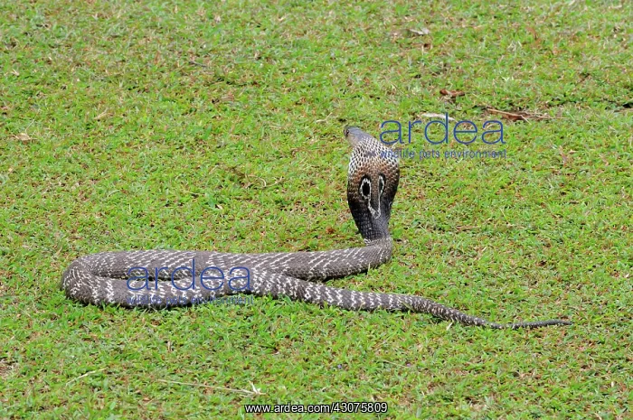  : Indian Cobra